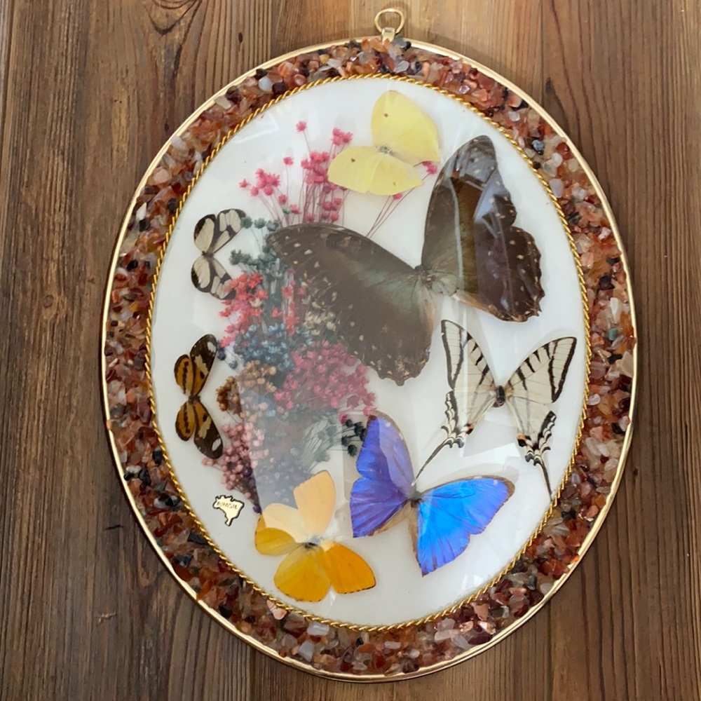 Mounted butterflies framed from Brazil